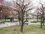 公園　梅香公園（公園）まで2103m