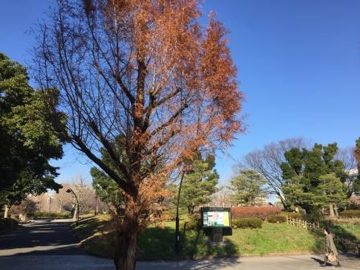 公園　猿江恩賜公園（公園）まで910m