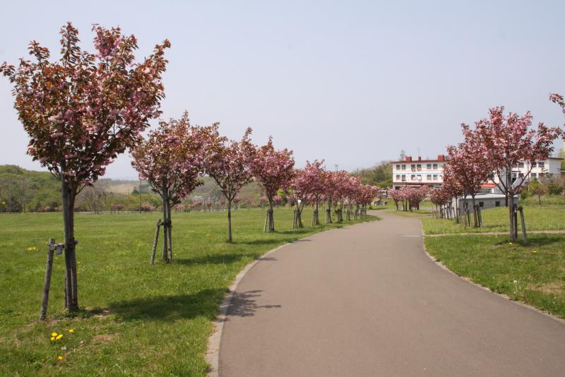公園　白鳥台北公園（公園）まで825m