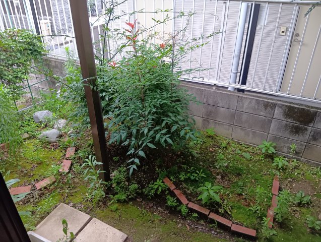庭