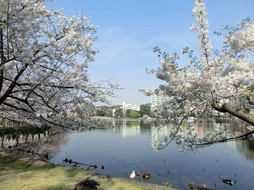 公園　不忍池（公園）まで426m