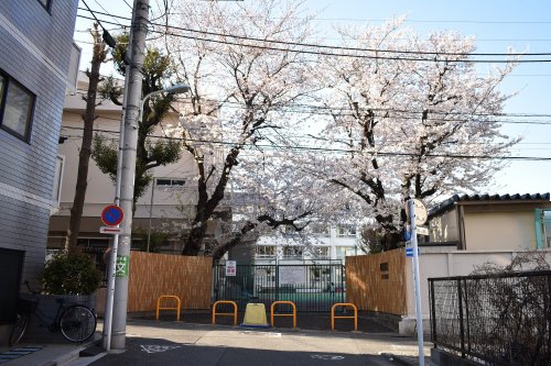 小学校　渋谷区立笹塚小学校（小学校）まで381m