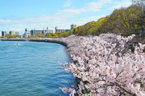 公園　毛馬桜之宮公園（公園）まで100m