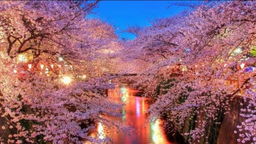 その他　目黒川の桜並木（その他）まで933m
