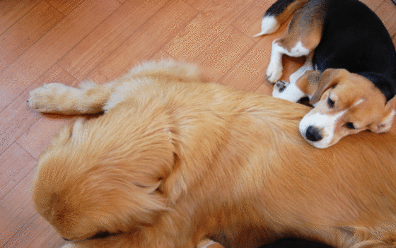 その他　あなたのペットと暮らせる家♪