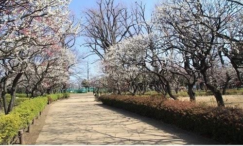 公園　羽根木公園（公園）まで480m