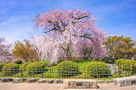 【リエス東山三条の公園】