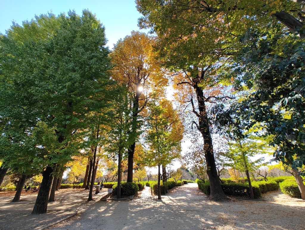 公園　羽根木公園（公園）まで685m