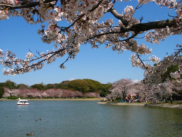 公園　明石公園（公園）まで535m