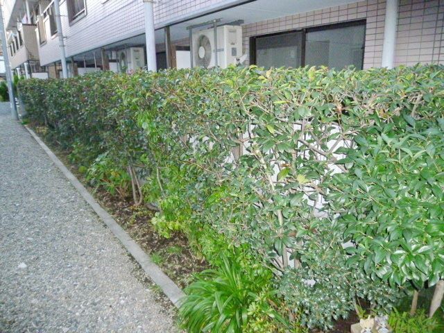 庭