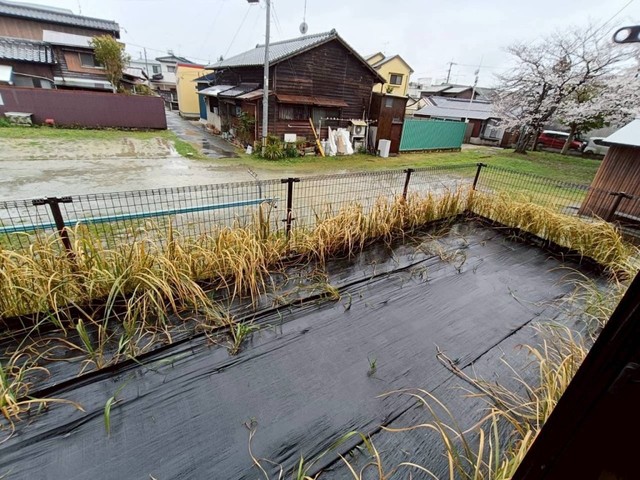 庭