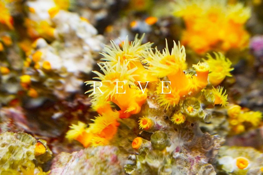 その他　しながわ水族館（その他）まで960m