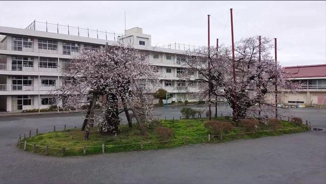小学校　秦野市立南が丘小学校（小学校）まで1046m