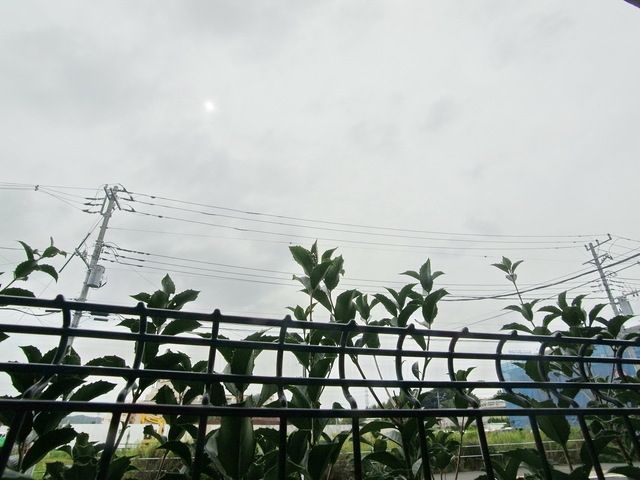 眺望　♪緑が茂ります♪