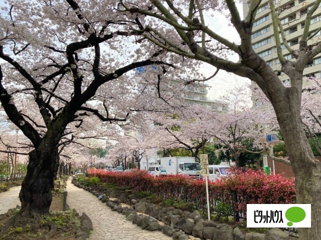 公園　播磨坂さくら並木（公園）まで456m