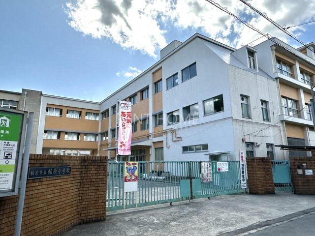 小学校　柏原市立柏原小学校（小学校）まで517m