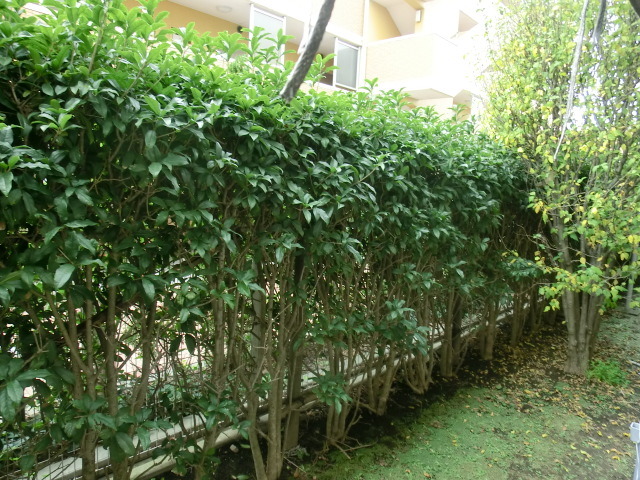 眺望　目の前には手入れされた植栽があり安らかな気持ちになりますね。