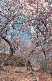 公園　羽根木公園（公園）まで215m