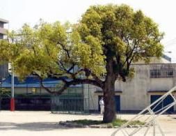 小学校　市立那珂小学校（小学校）まで1900m