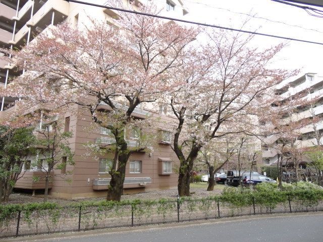 眺望　★春になると目の前の桜がきれいですね★