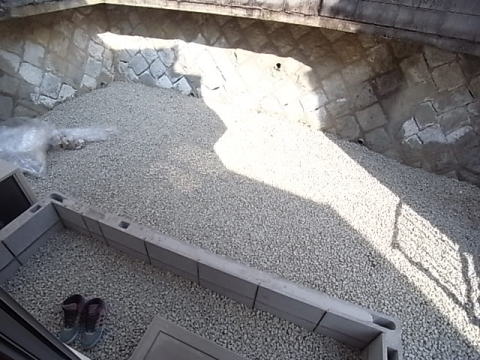 庭