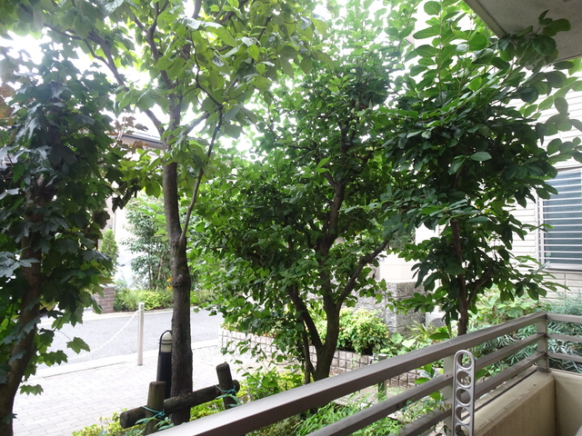 眺望　お部屋前には緑があるので、心癒されます☆