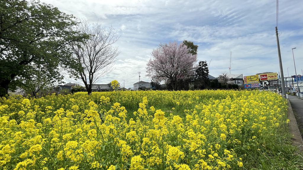 その他　名所：菜の花畑（その他）まで1150m