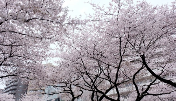 公園　播磨坂さくら並木（公園）まで719m