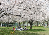 公園　一ツ家第一公園（公園）まで1486m