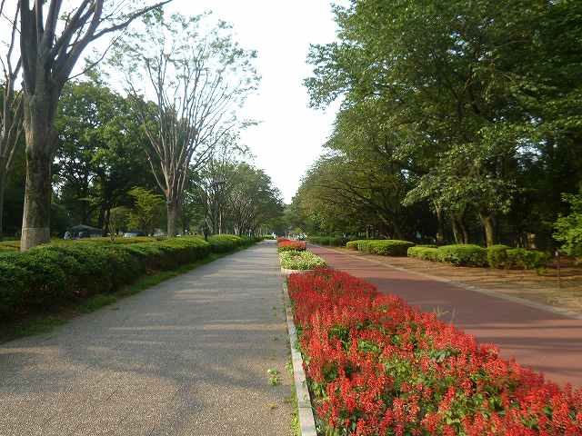 公園　小金井公園（公園）まで900m