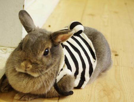 飲食店　うさぎカフェ（飲食店）まで605m