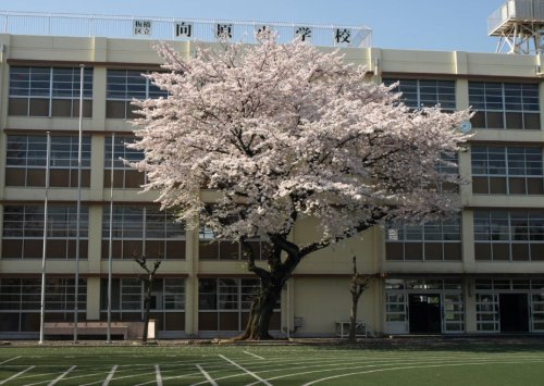 小学校　向原小学校（小学校）まで301m