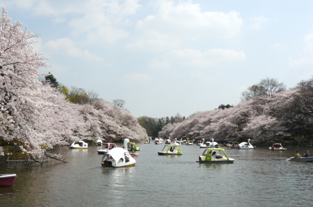 公園　井の頭恩賜公園（公園）まで986m