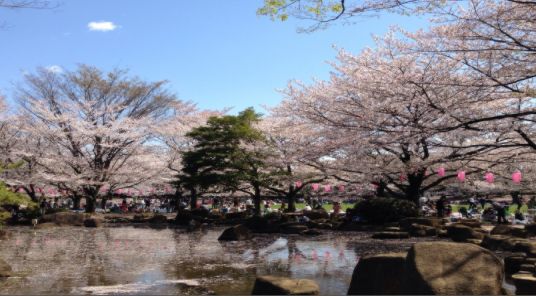 公園　蕨市民公園（公園）まで520m