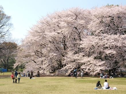 【アゼリアII番館の公園】