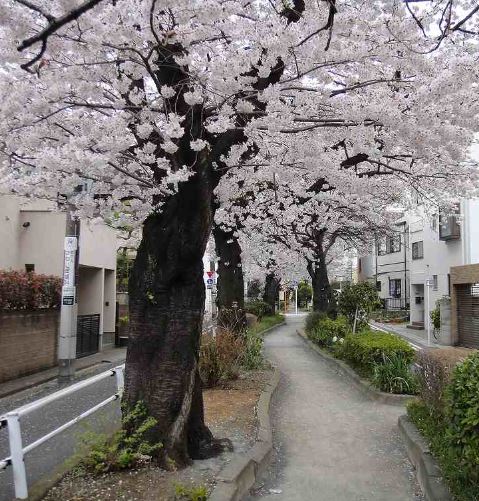 公園　呑川柿の木坂支流緑道（公園）まで423m