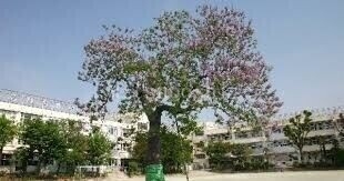 小学校　世田谷区立深沢小学校（小学校）まで513m