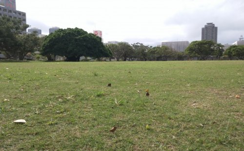 公園　新都心公園多目的広場（公園）まで383m