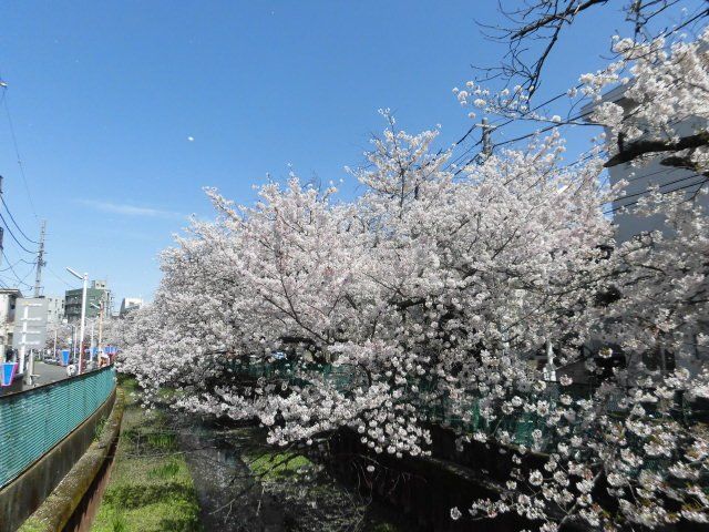 その他　住吉桜（その他）まで1855m