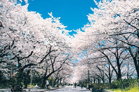 公園　毛馬桜之宮公園（公園）まで500m