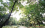 公園　江古田の森公園（公園）まで256m