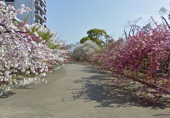 その他　造幣局 桜の通り抜け（その他）まで230m