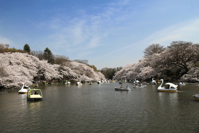 公園　井の頭公園（公園）まで690m