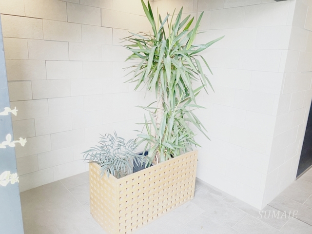 エントランス　植栽です。