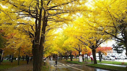 大学・短大　北海道大学医学部保健学科（大学・短大）まで1199m