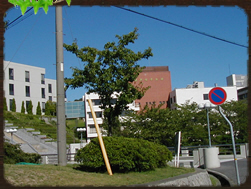 大学・短大　神戸女子大学　須磨キャンパス（大学・短大）まで300m