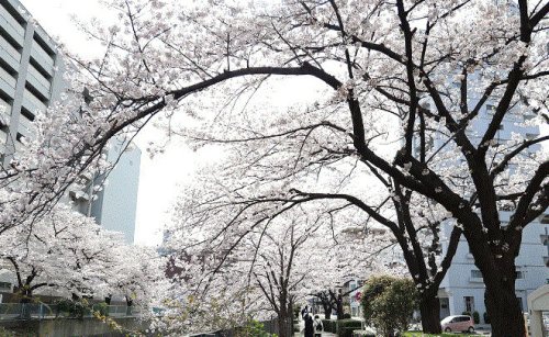 公園　石崎川公園（公園）まで449m
