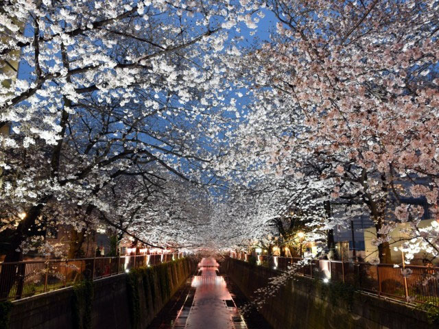 その他　目黒川の桜並木（その他）まで1075m