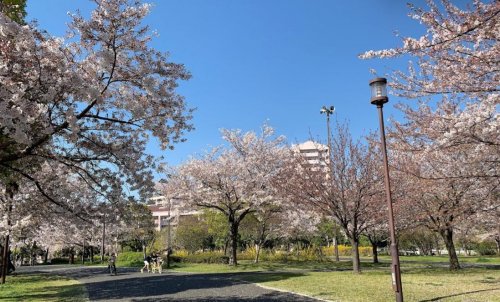 公園　大島小松川公園 自由の広場（公園）まで2184m