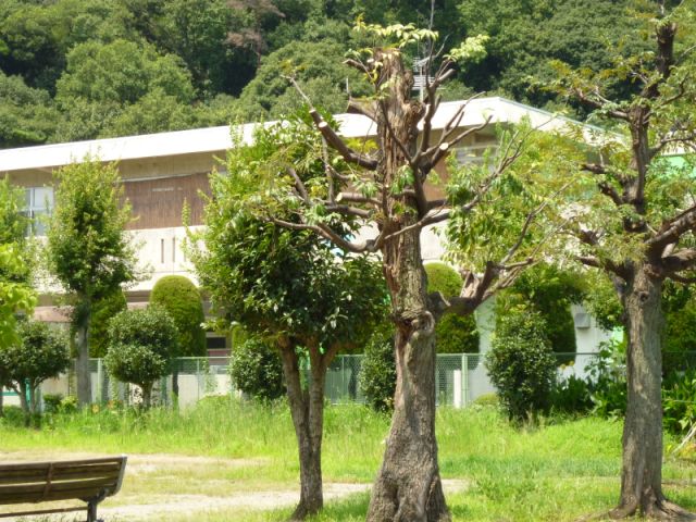 【ＭＵヒルズ庵町の幼稚園・保育園】